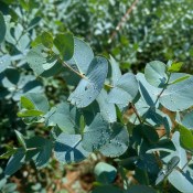 Eukalyptus GUNNI  - NA KMÍNKU strom - mrazu eukalyptus - velký 160cm (2/2)